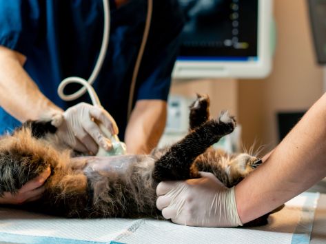 how veterinary diagnostics spot chronic diseases