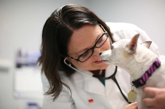 Why Are Regular Veterinary Checkups Important?