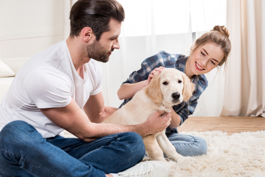 3-3-3-rule-for-dogs