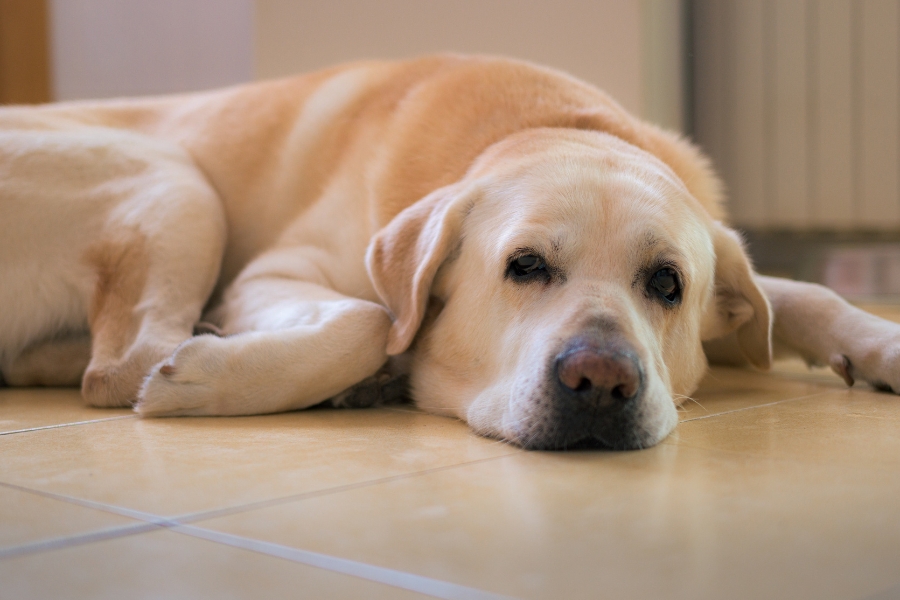 common-signs-your-dog-needs-to-see-a-vet