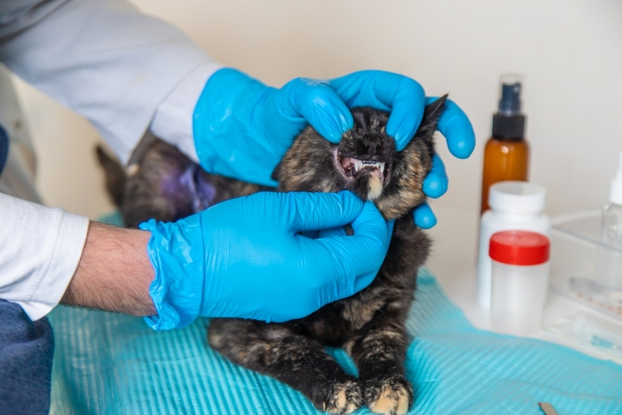 how-to-keep-your-cats-teeth-clean-and-healthy