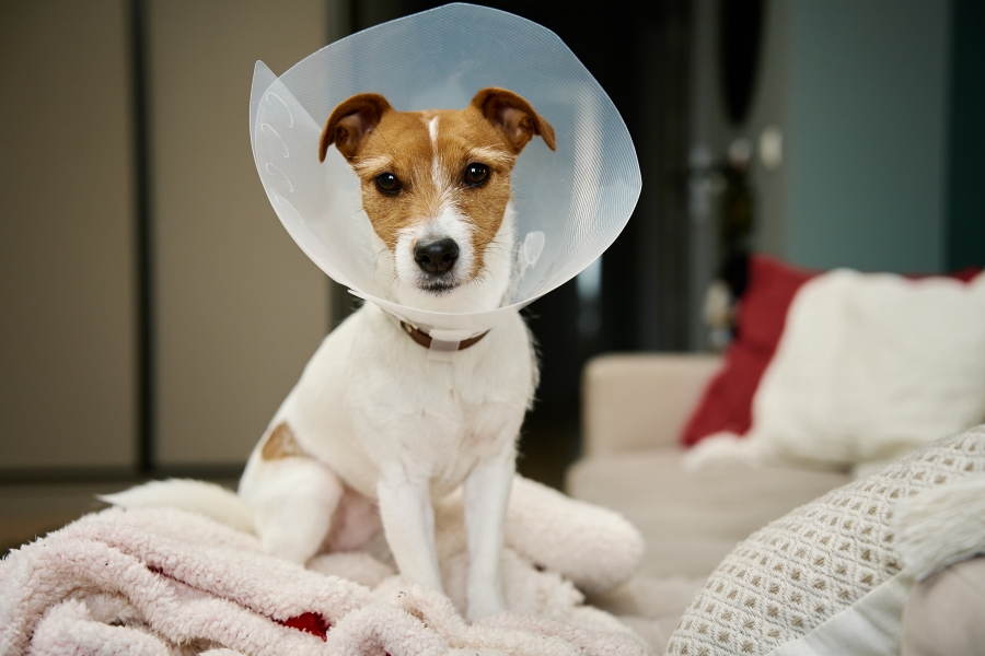 neutering-recovery-for-male-dogs