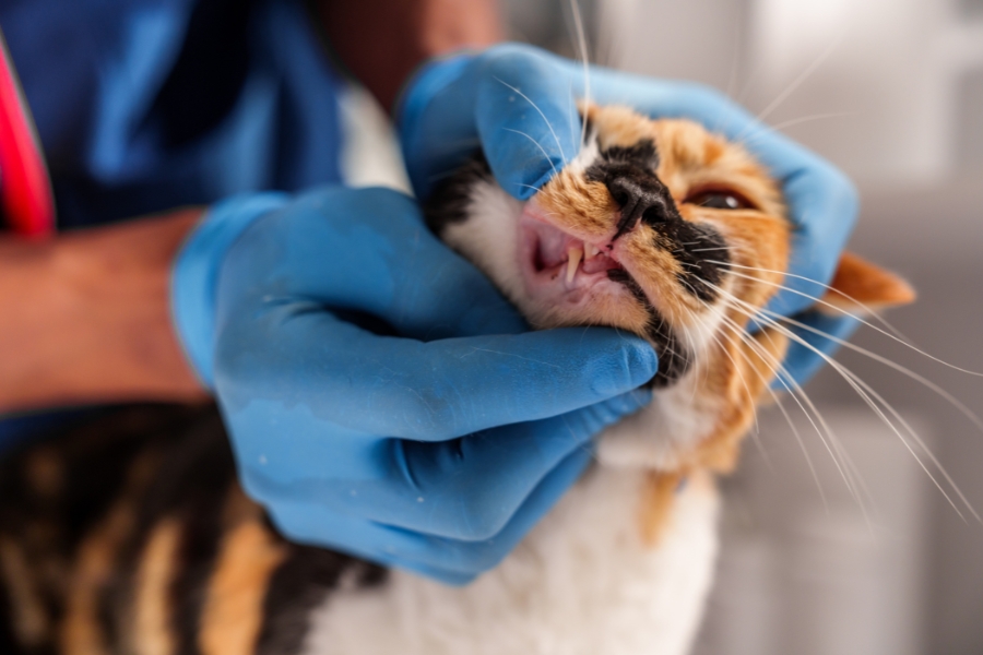 cat-dental-cleaning-is-essential-for-your-felines-health