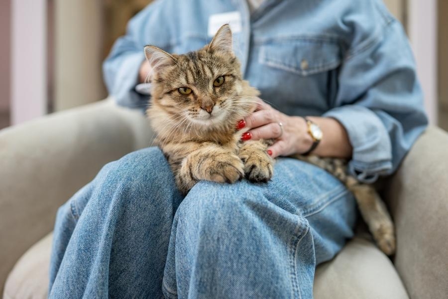 how-to-keep-your-senior-cat-happy-and-healthy