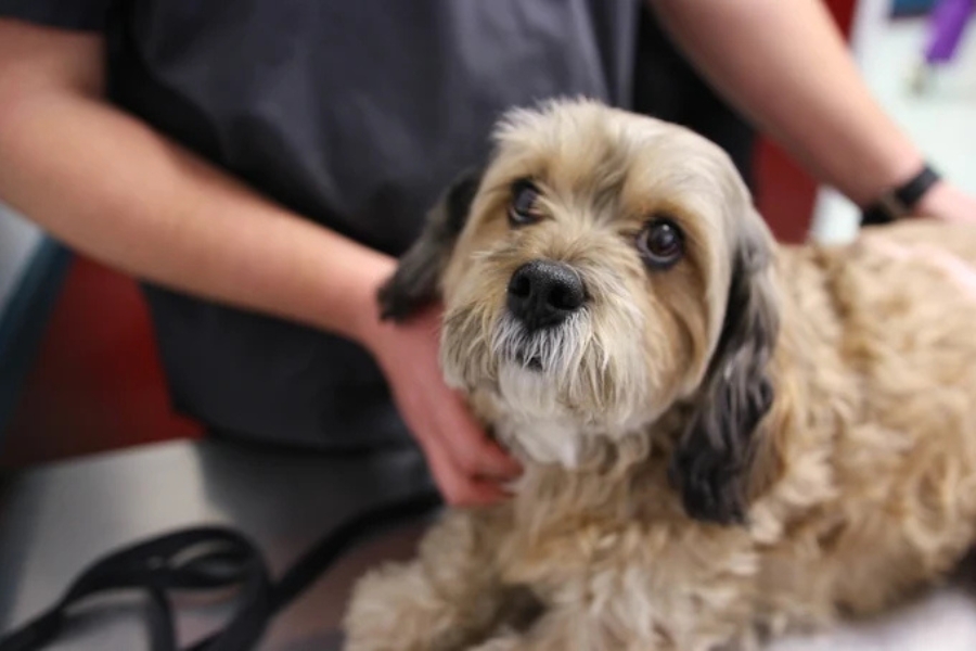 how-veterinarians-help-pets-live-longer-healthier-lives