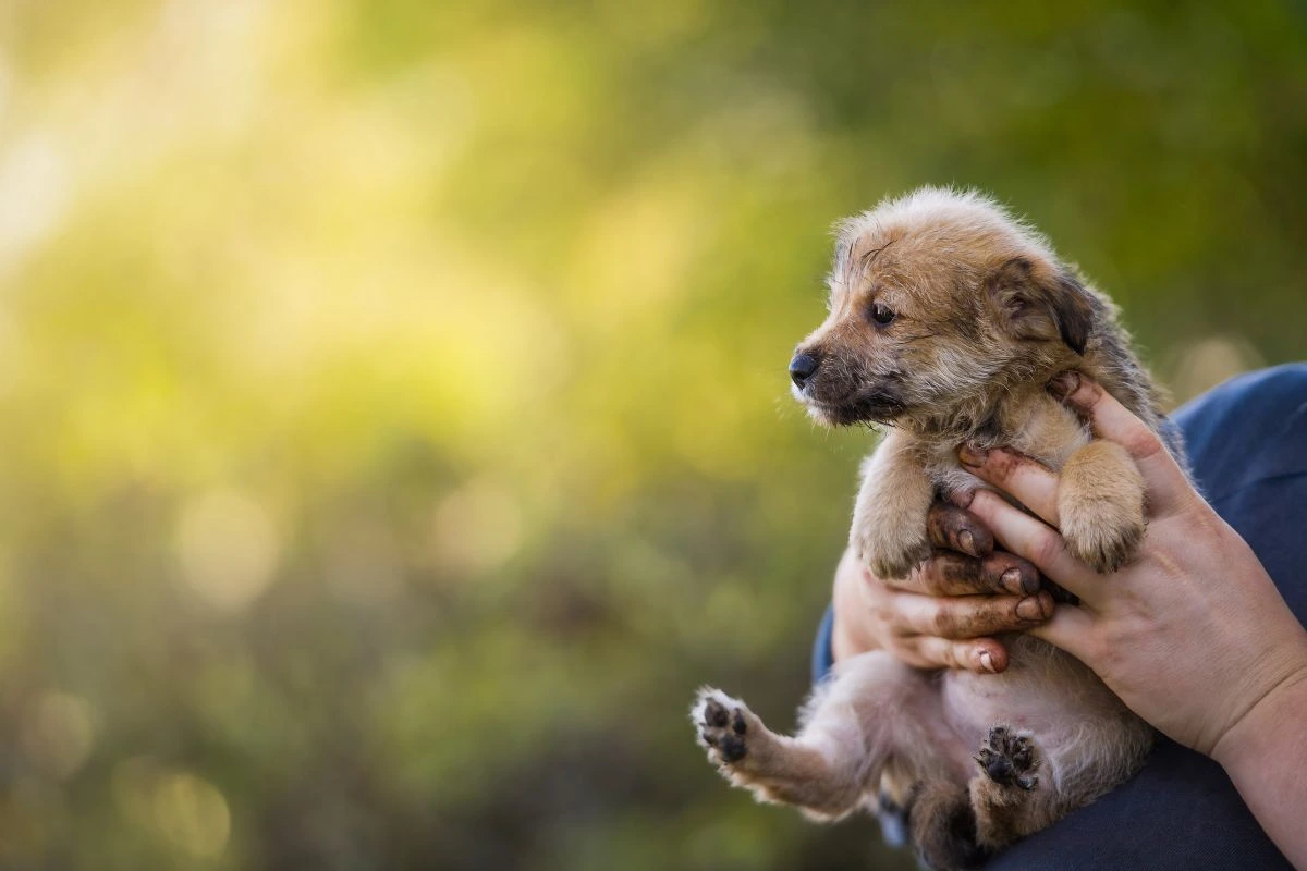 common puppies health issues