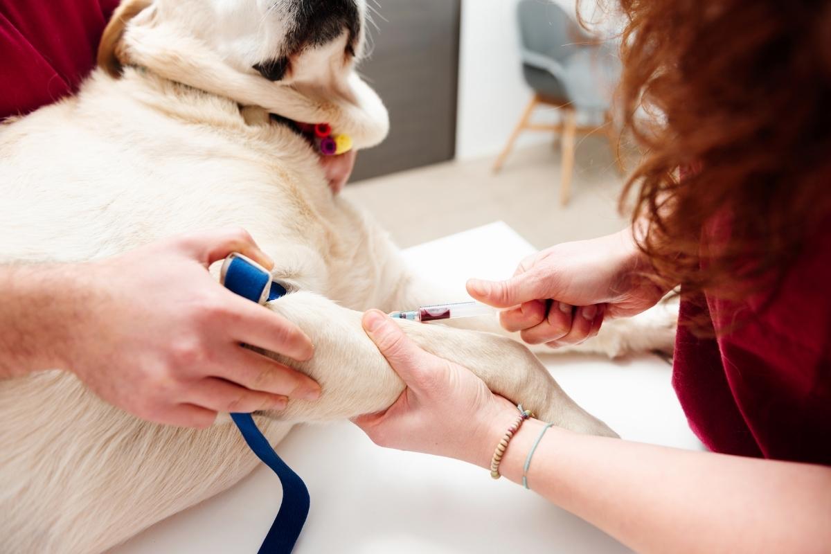 Why Regular Blood Tests Are Vital for Senior Dogs