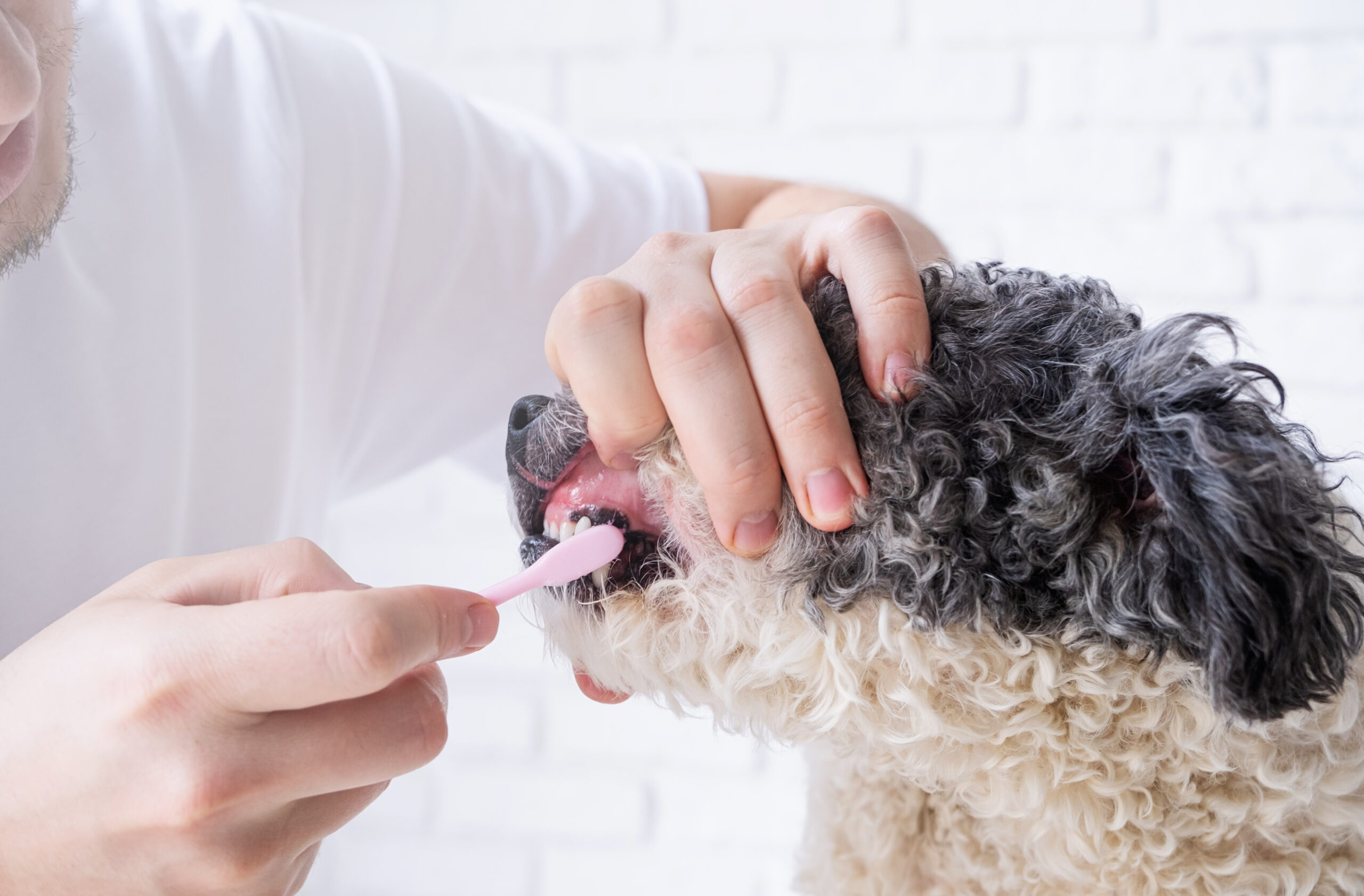 Dog Bad Breath Solutions