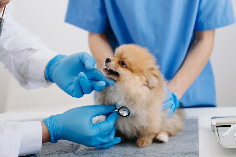 dog and cat wellness exam
