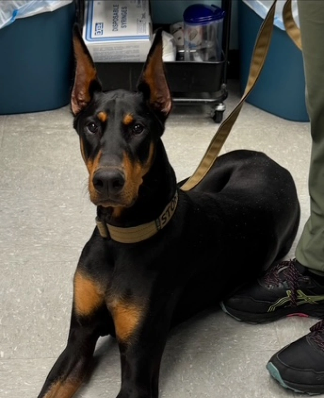 A Personalized Approach to Your Dog’s Health