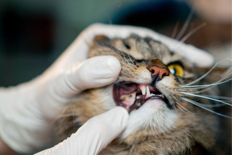 early signs pet dental disease