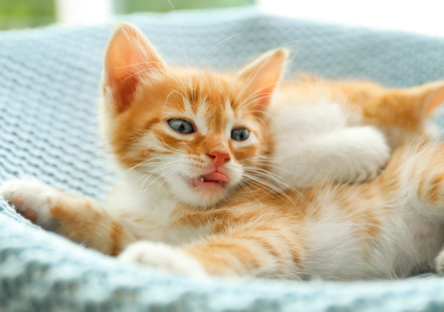 Long-Term Benefits of Acupuncture on Cats
