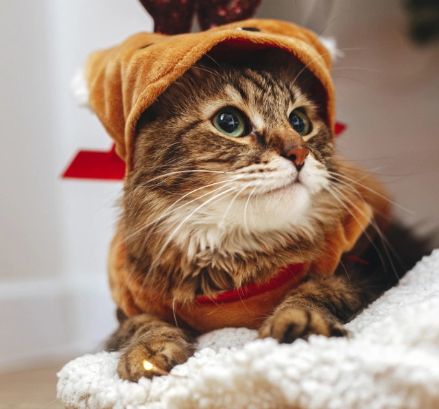 Easy Ways to Support Your Cat’s Oral Health at Home
