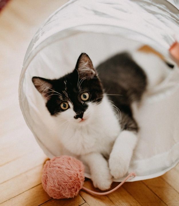 Cat Dental Services