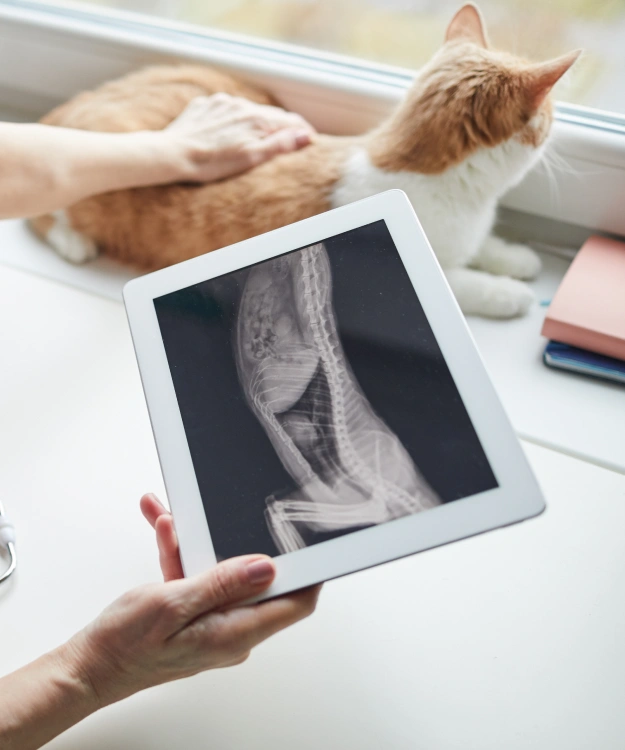 Cat Diagnostic Care