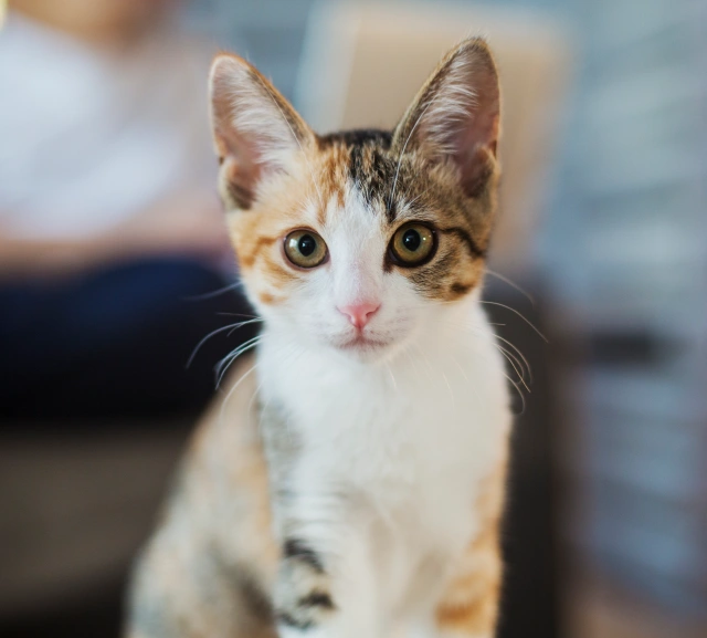 A Care Plan Designed Just for Your Cat