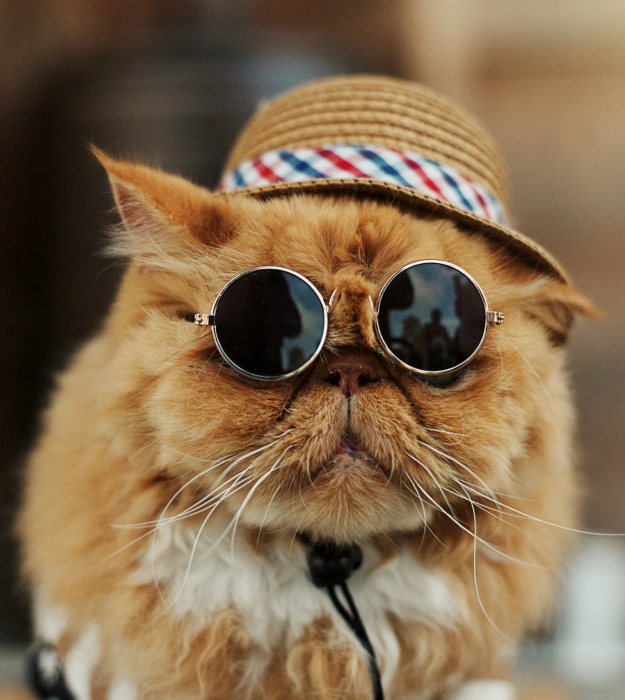 Cat Laser Therapy