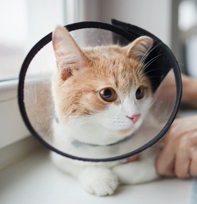 Surgical Care for Feline Cancer Treatment
