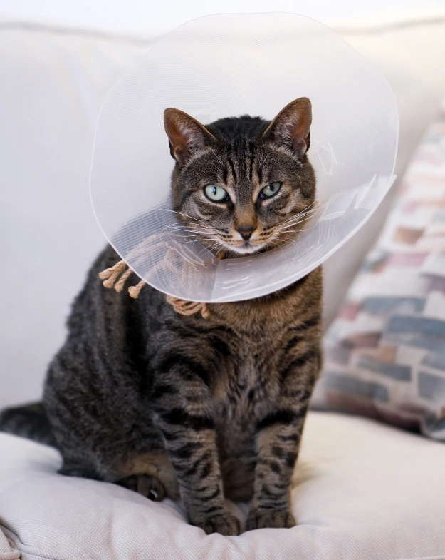 Cat Surgery