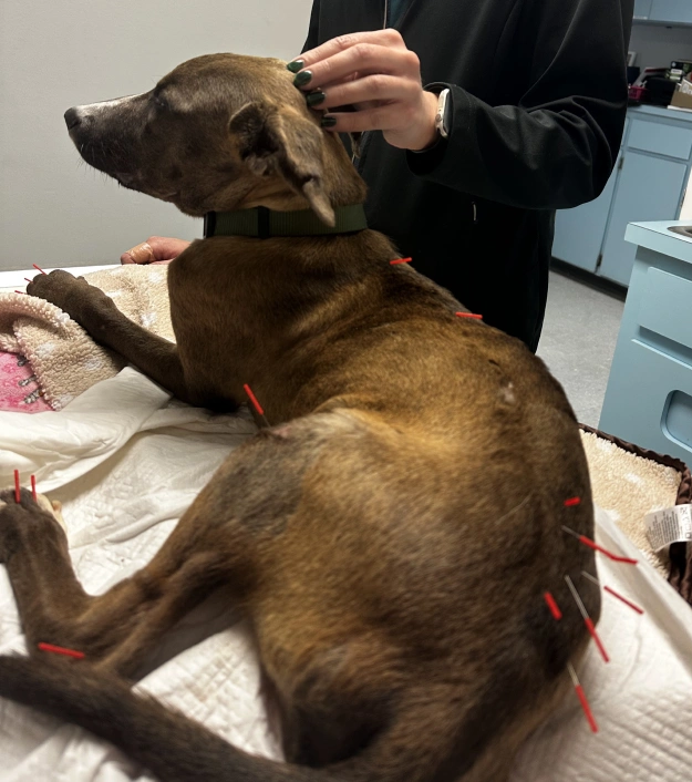 A Holistic Approach to Canine Wellness