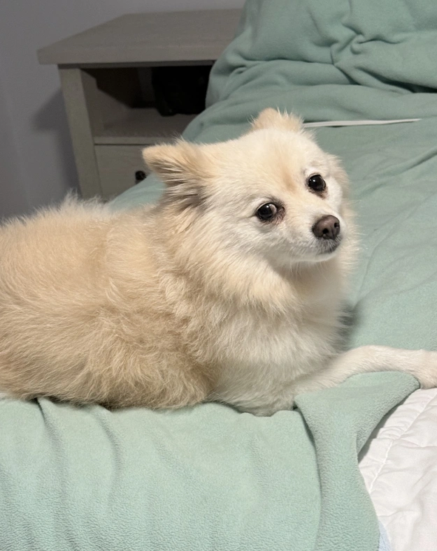 A Holistic Approach to Canine Wellness