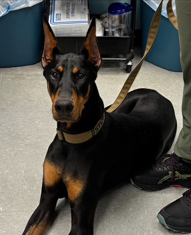 Dog Integrative Medicine 2 A Personalized Approach to Your Dog’s Health