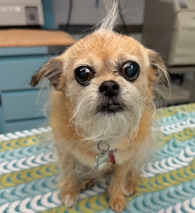 Gentle Relief and Faster Healing for Your Dog
