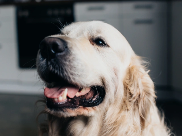 Personalized Care for Every Dog