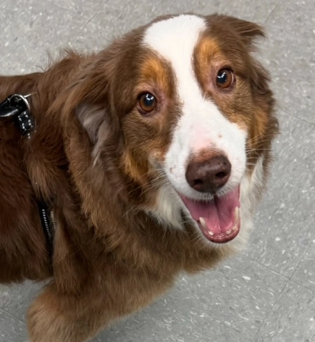 Prevent Your Canine From Silent Health Threats