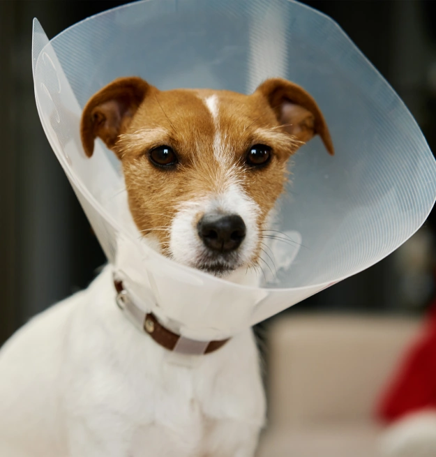 Dog Surgery