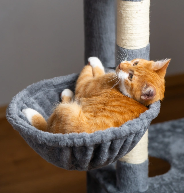 Signs Your Senior Cat May Need Extra Care