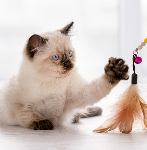Kitten Care