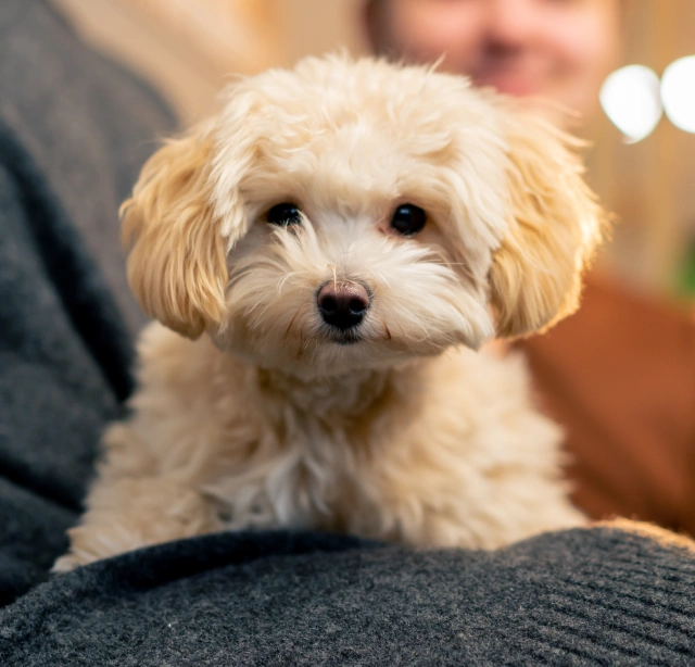 Preventive Care That Protects Your Puppy