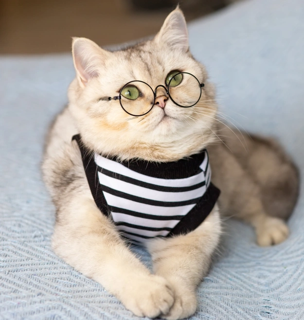Senior Cat Care