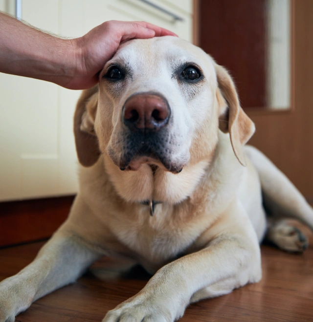 Senior Dog Care