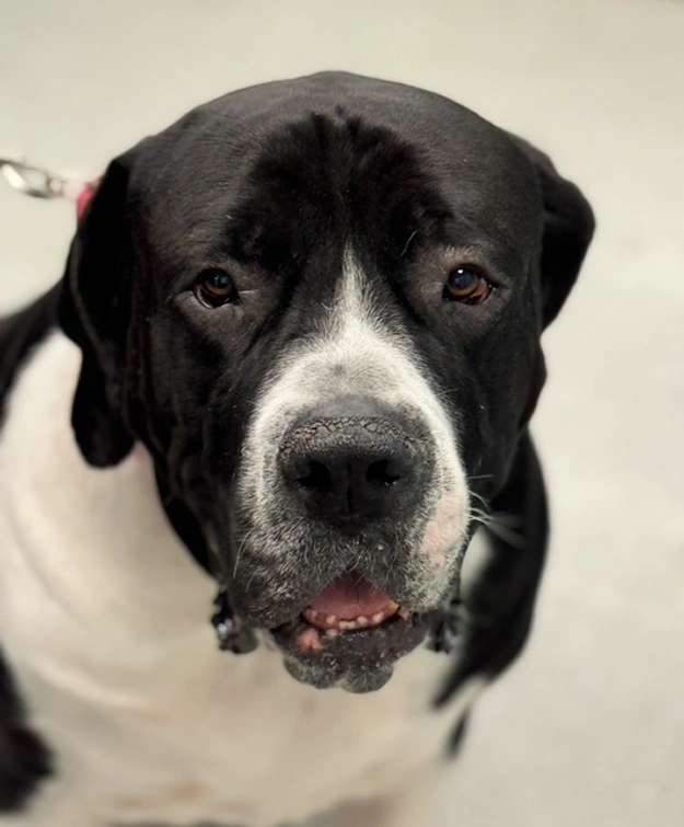 Daily Care Tips for Senior Dogs at Home