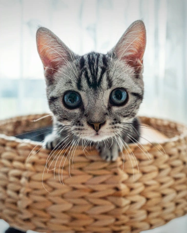 Cat Acupuncture