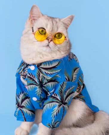 Cat Dental Services