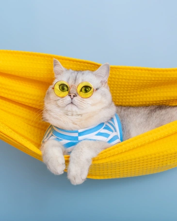 Cat Laser Therapy