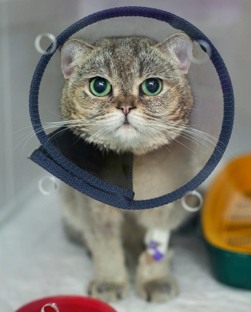 Cat Surgery