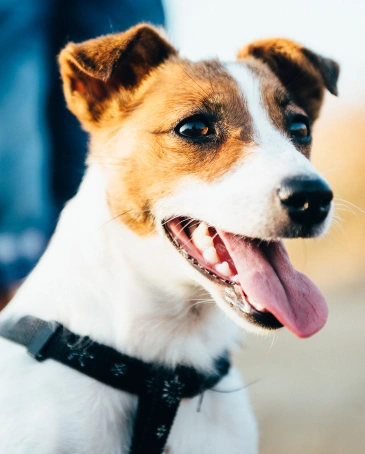 Dog Acupuncture