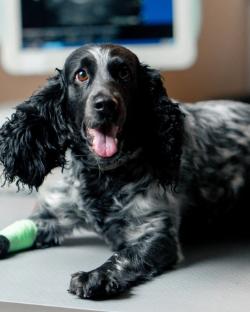 Dog Integrative Medicine