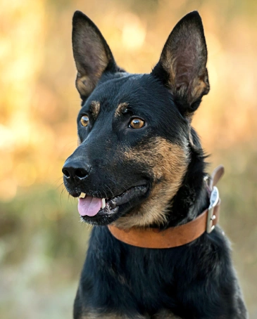 Dog Laser Therapy