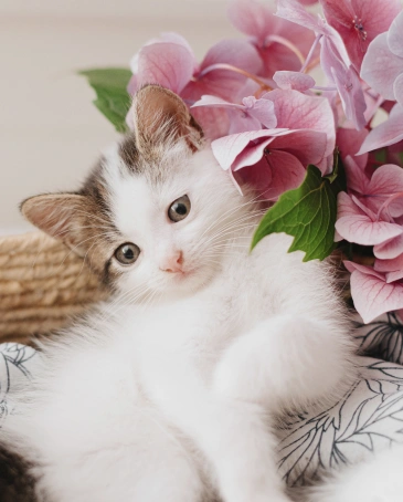Kitten Care