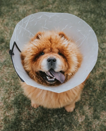 Dog Surgery