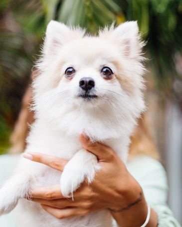 Dog Preventative Care