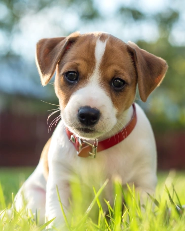 Puppy Care