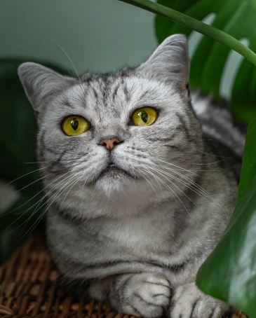 Senior Cat Care