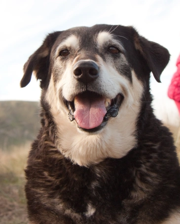 Senior Dog Care