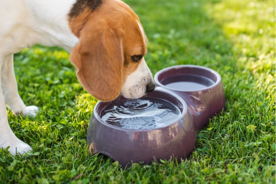how much water does dog need in summer